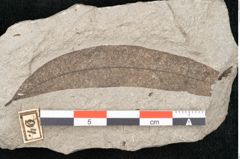 Foto (Detailansicht) von Plantae indet.  (NHMW-GEO-2024-0188-11447)